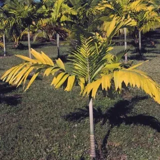 thumbnail for publication: Nitrogen Deficiency in Palms